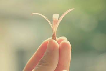 vintage style finger catch Dipterocapus alatus Roxb. ex G.Don.