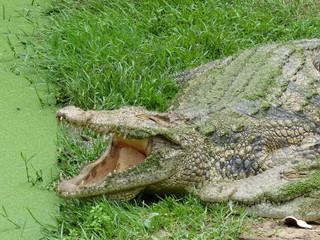 faule Krokodile am Teich mit grünen Wasserpflanzen