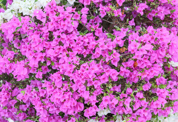 Obraz na płótnie Canvas Bougainvillea flower purple Close up , glabra Choisy beautiful 