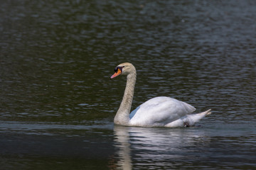 Image of a swan on the water. Wild Animals.