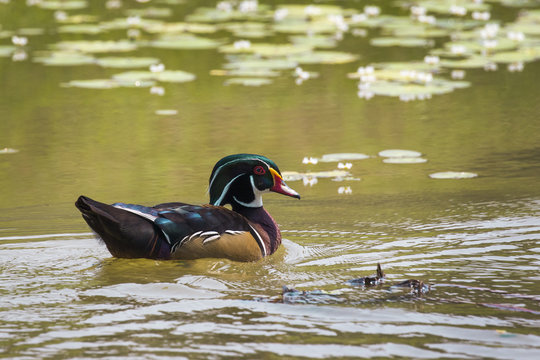 Image of a wood duck on the water. Wild Animals.