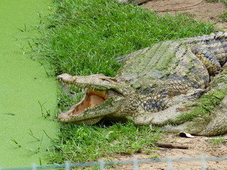 Fototapeta premium faule Krokodile am Teich mit grünen Wasserpflanzen