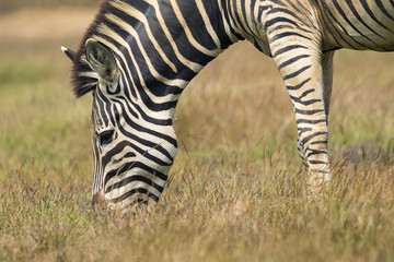 Image of an zebra eating grass on nature background. Wild Animal