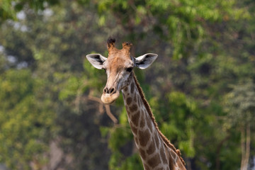 Image of a giraffe head on nature background. Wild Animals.