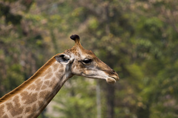 Naklejka na ściany i meble Image of a giraffe head on nature background. Wild Animals.