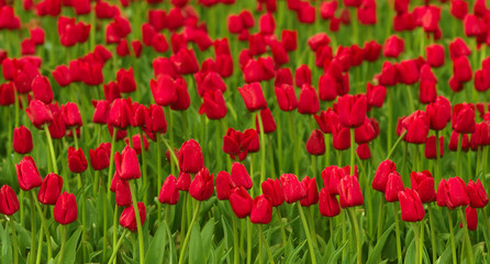 Red tulips field background panoramic view