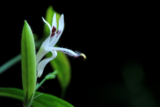 Flower of Andrographis Paniculata Macro