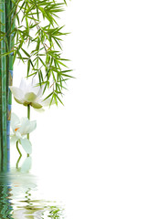 Fototapeta na wymiar lotus et bambous, fond blanc