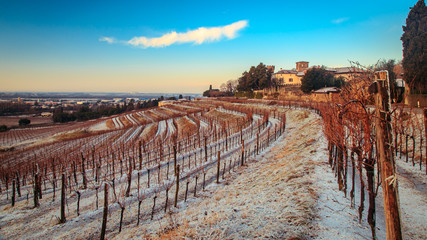 snowy morning in the vineyard