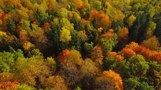 Autumn nature aerial landscape flight over forest  lake and brightly colored trees.
