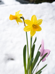 Close-up of a Beautiful yellow Daffodil in the snow