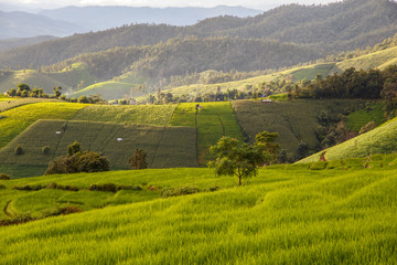 Green Terraced Rice Field in Pa Pong Pieng , Mae Chaem, Chiang Mai, Thailand