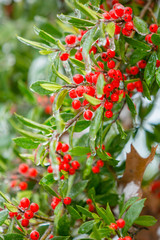 Ice Holly Tree with Red Berries