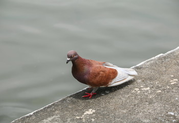 dove or Pigeon brown beautiful stand on the floor