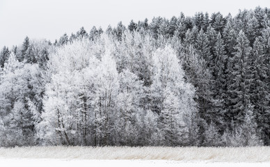 Frosty forest edge in Finland