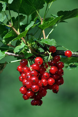 Bunch of red currants fruit on the branch of a bush with leaves