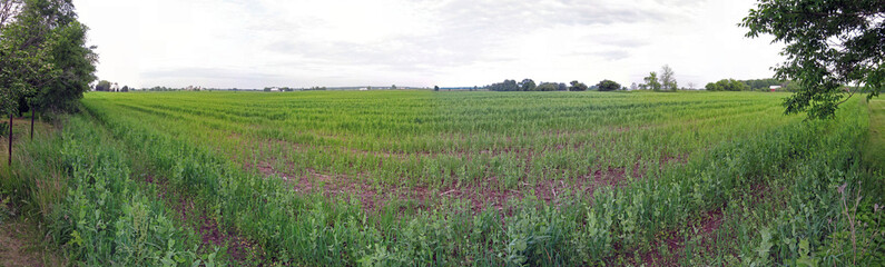 Fototapeta na wymiar Wide panoramic view of a farm field looking far into the distance. Building on far horizon.
