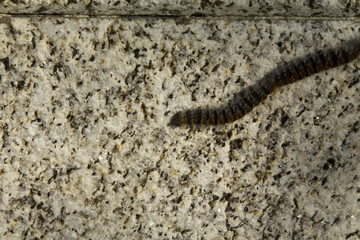 caterpillars on Earth