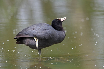 Blässhuhn