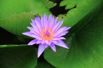 Lotus lilly purple on water beautiful © pramot48