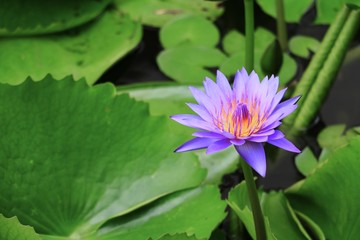 Lotus lilly purple on water beautiful © pramot48