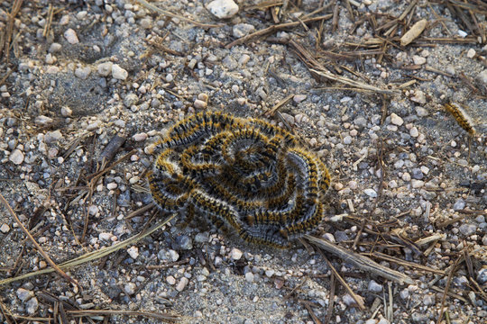 caterpillars on Earth