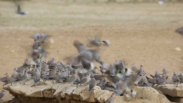 Cape turtle doves (Streptopelia capicola) gathering at a waterhole, Kalahari desert, South Africa