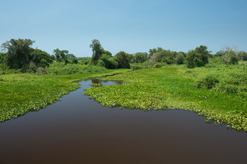 Pantanal wetland landscape