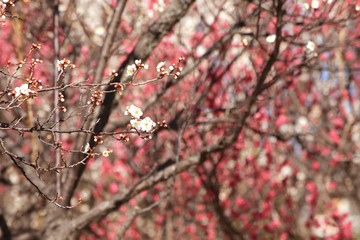 咲き始めた鮮やかな白梅と紅梅