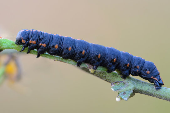 Portrait of a large dark-blue caterpillar
