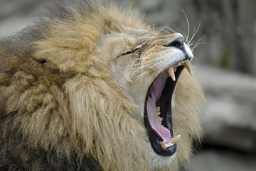 Fototapeta premium Löwe aggressiv