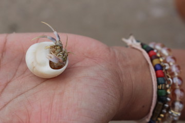 hermit crab Select focus (Diogenes, pagurian, soldier crab) on hand