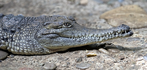 Australian crocodile. Latin name - Crocodylus johansoni