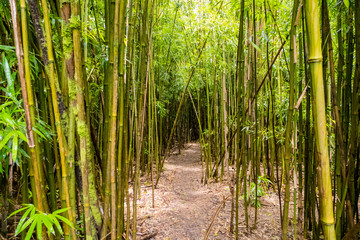 Bamboo Forest