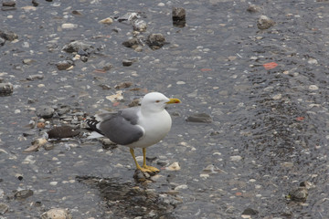 Gabbiano in acqua