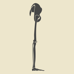 Vector illustration of grey leg on a grey background