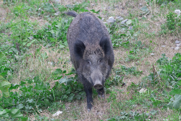 Ritratto di cinghiale 