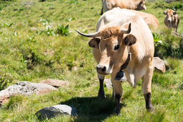 Vache à cloche au massif du Sancy en Auvergne France. Cette vache à cloche nous regarde.
