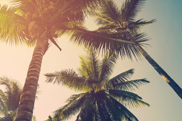 Kokospalmen en stralende zon met vintage effect.