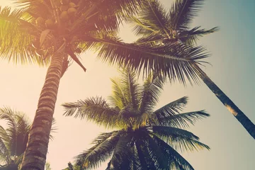 Meubelstickers Palmboom Kokospalmen en stralende zon met vintage effect.