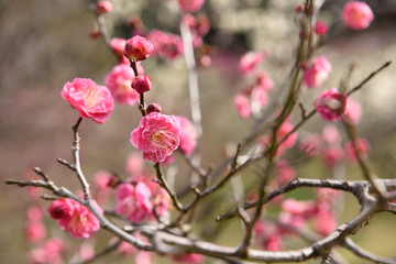 Fototapeta na wymiar 咲き始めの梅