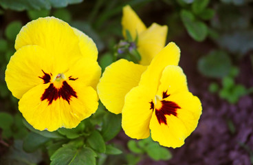 First yellow pansy flowers at spring in the garden