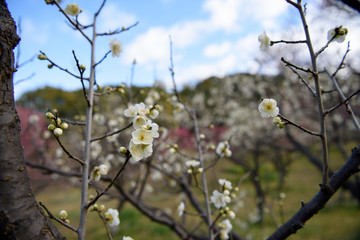 咲き始めの梅林