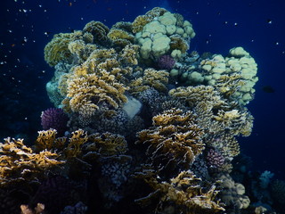 unterwasserblumenstrauß