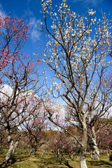 咲き始めの梅林