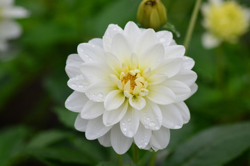 Closeup of Beautiful dahlia flower
