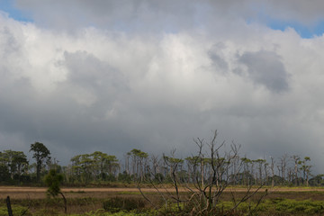 Fototapeta premium Cloud and Tree Of Phu Kradueng National Park,THAILAND