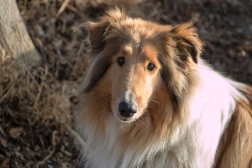 Obraz na płótnie Canvas Close-up of Collie Dog Face