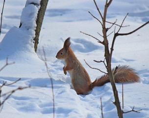 squirrel