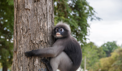 cute  action of dusky langur